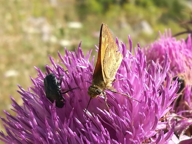 Ochlodes sylvanus (Hesperiidae)